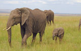 A pack of elephants in Maasai Mara.