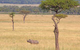 A rhino in Maasai Mara.