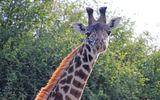A Masai giraffe spotted during an Ol Donyo safari.