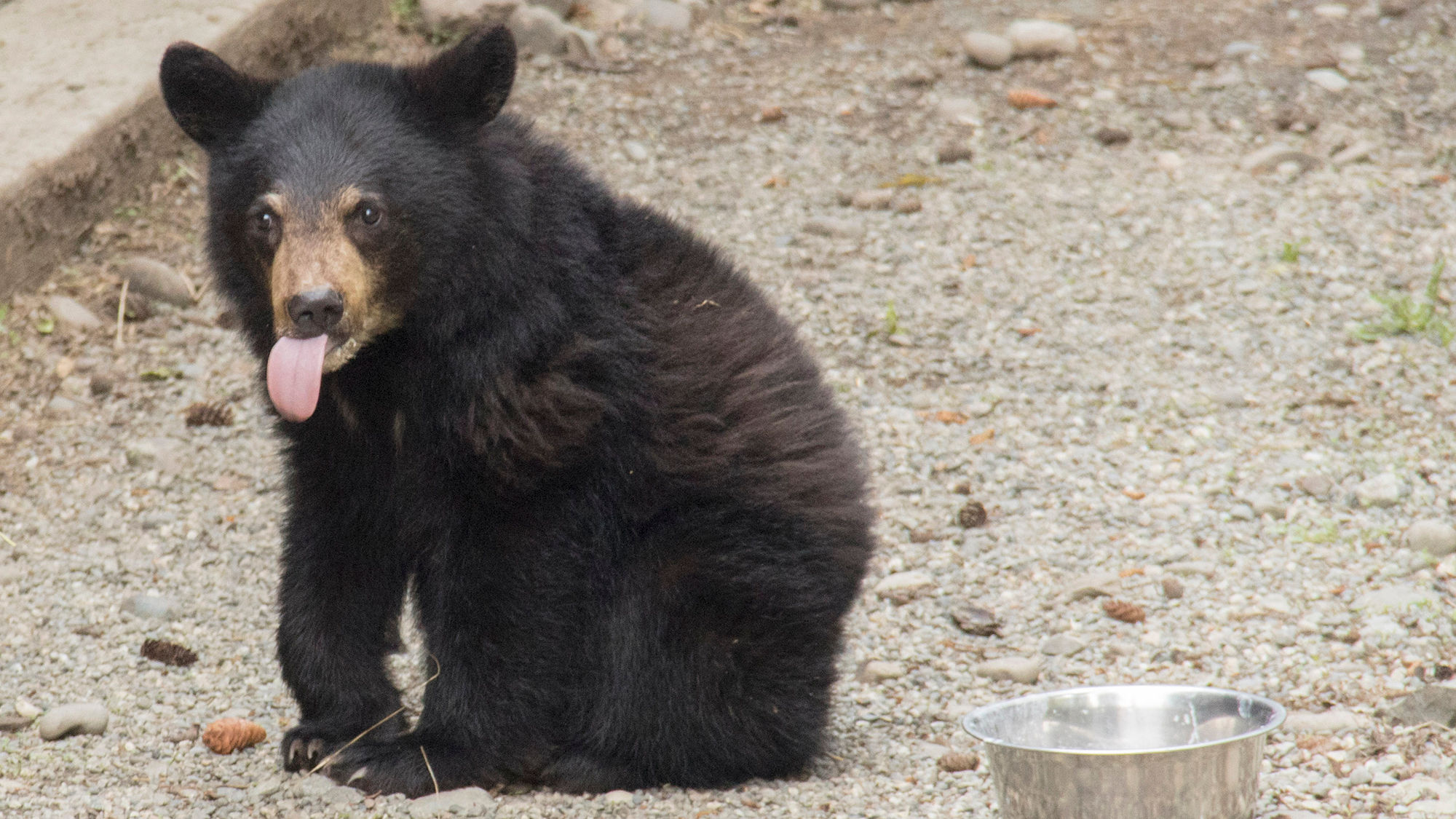 In May, the Alaska Zoo welcomed a black bear cub found orphaned near Valdez.