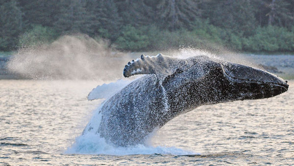 Humpback whales breaching can be seen from the ship.