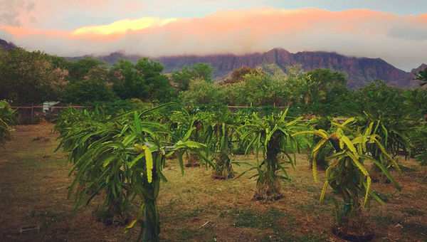 Kahumana Organic Farm on Oahu couples sustainable farming and a cafe with social services that include transitional housing for homeless families and adults with developmental disabilities. Kahumana Organic Farm on Oahu couples sustainable farming and a cafe with social services that include transitional housing for homeless families and adults with developmental disabilities.