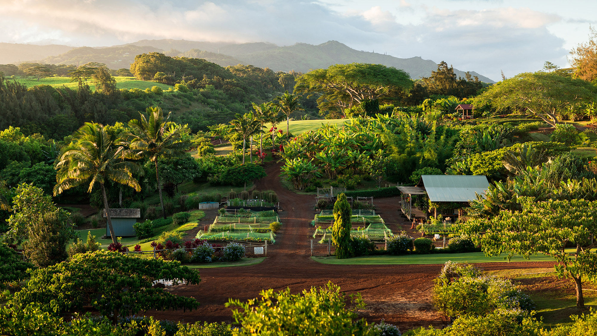 The farm at Kukuiula on Kauai's southern shore provides produce for the resort restaurant and is host to many public programs. The property is in the process of doubling its growing area.