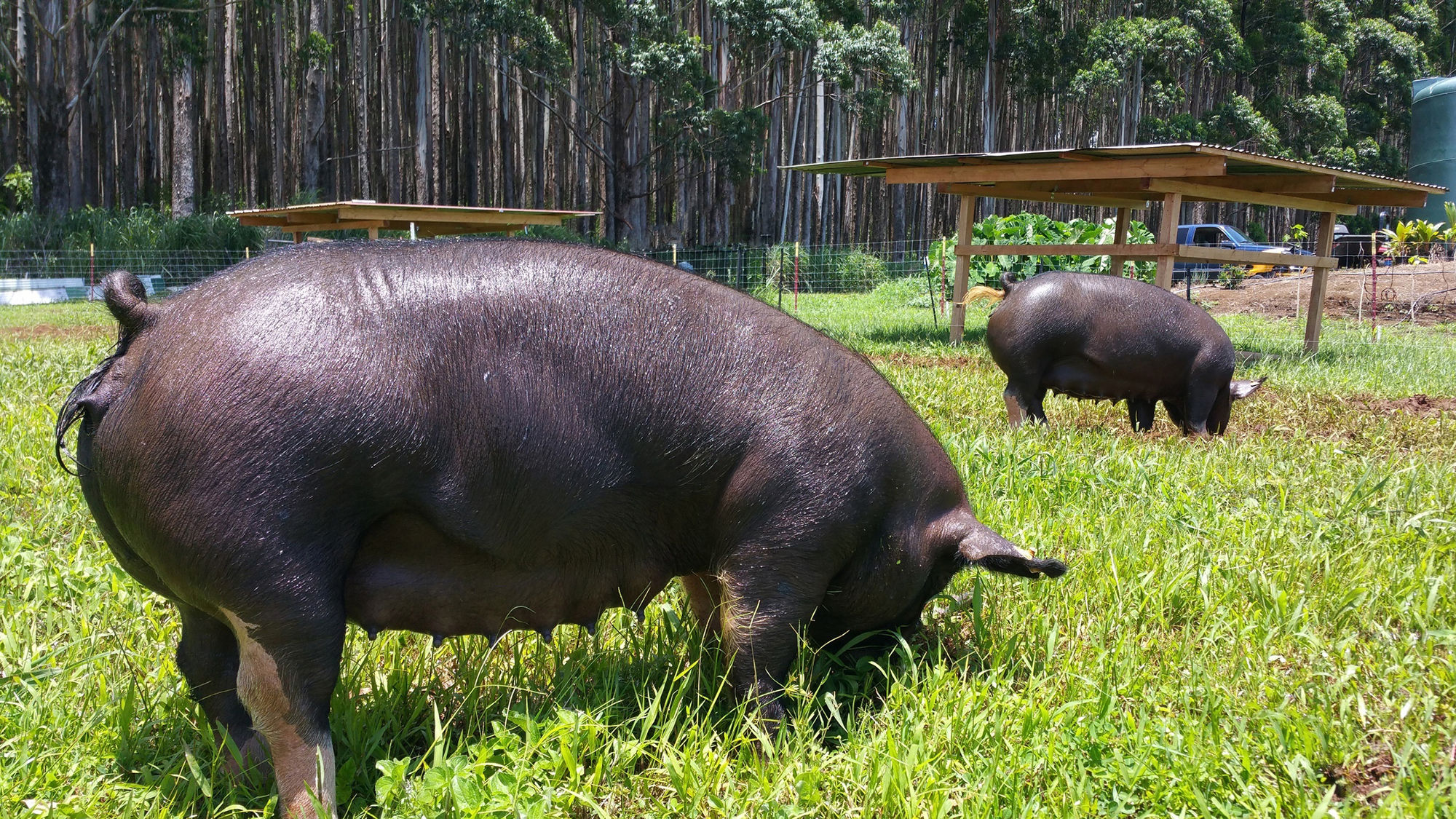 Brandon Lee started with six piglets flown in from California, and now raises 60 Berkshire pigs on his farm on Hawaii Island.