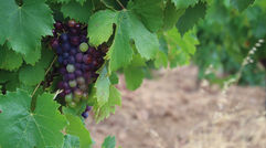 Destinations editor Eric Moya was in southern France's Languedoc region last weekend for Gerard Bertrand's Festival Jazz a l'Hospitalet in Narbonne. Pictured, the vineyards of Bertrand's Cheateau la Sauvageonne.