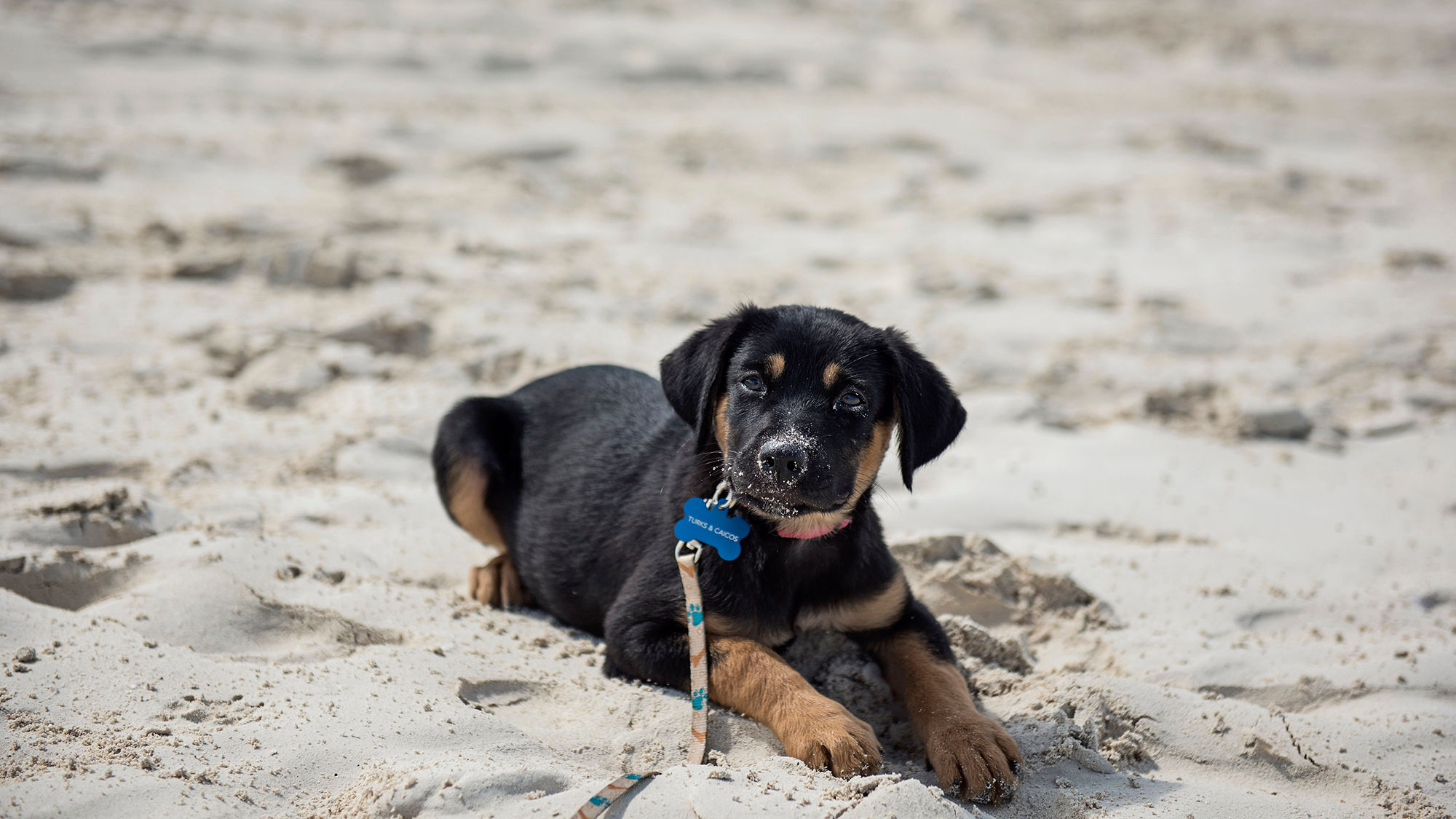 Visitors can take puppies for a walk on the beach or home on the plane.
