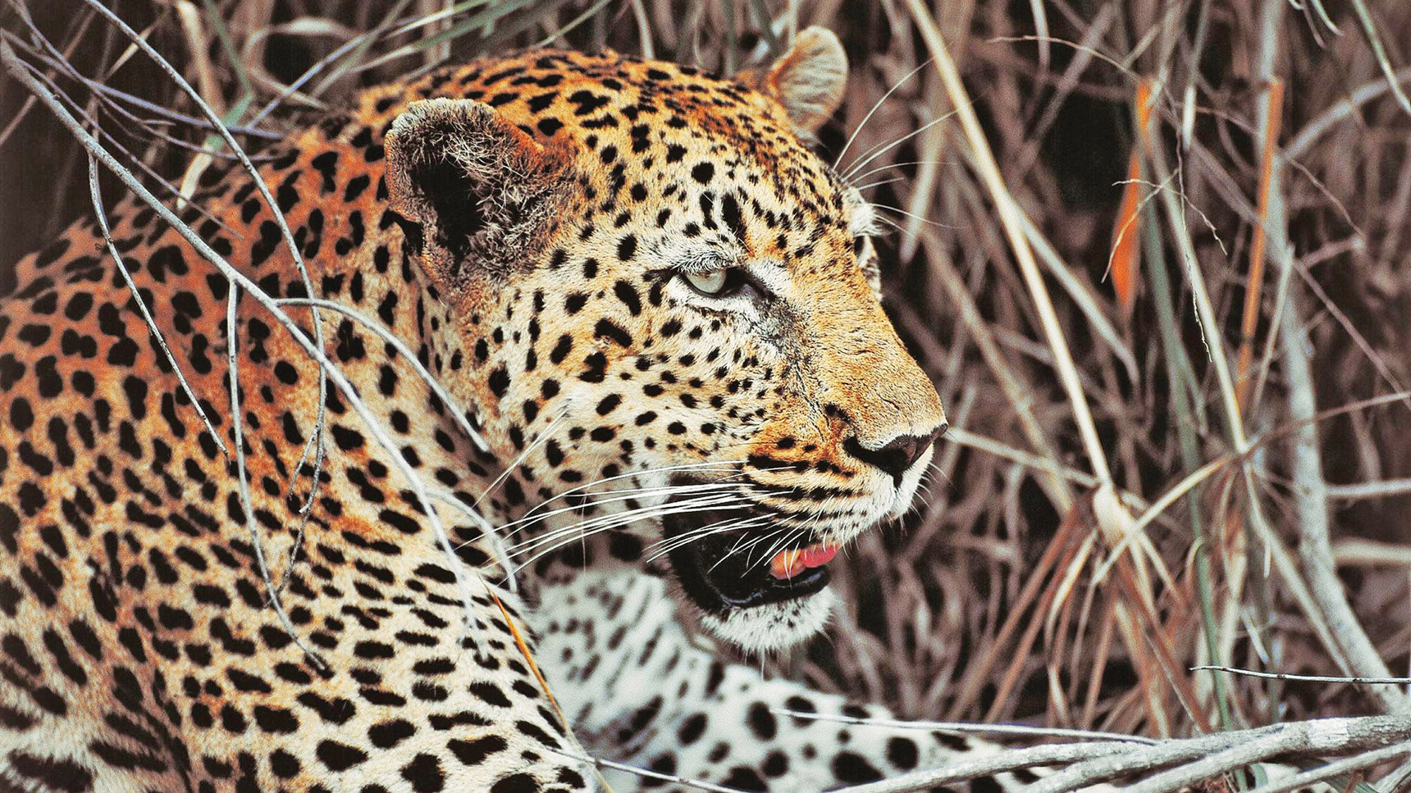 A leopard in South Africa's Kruger National Park