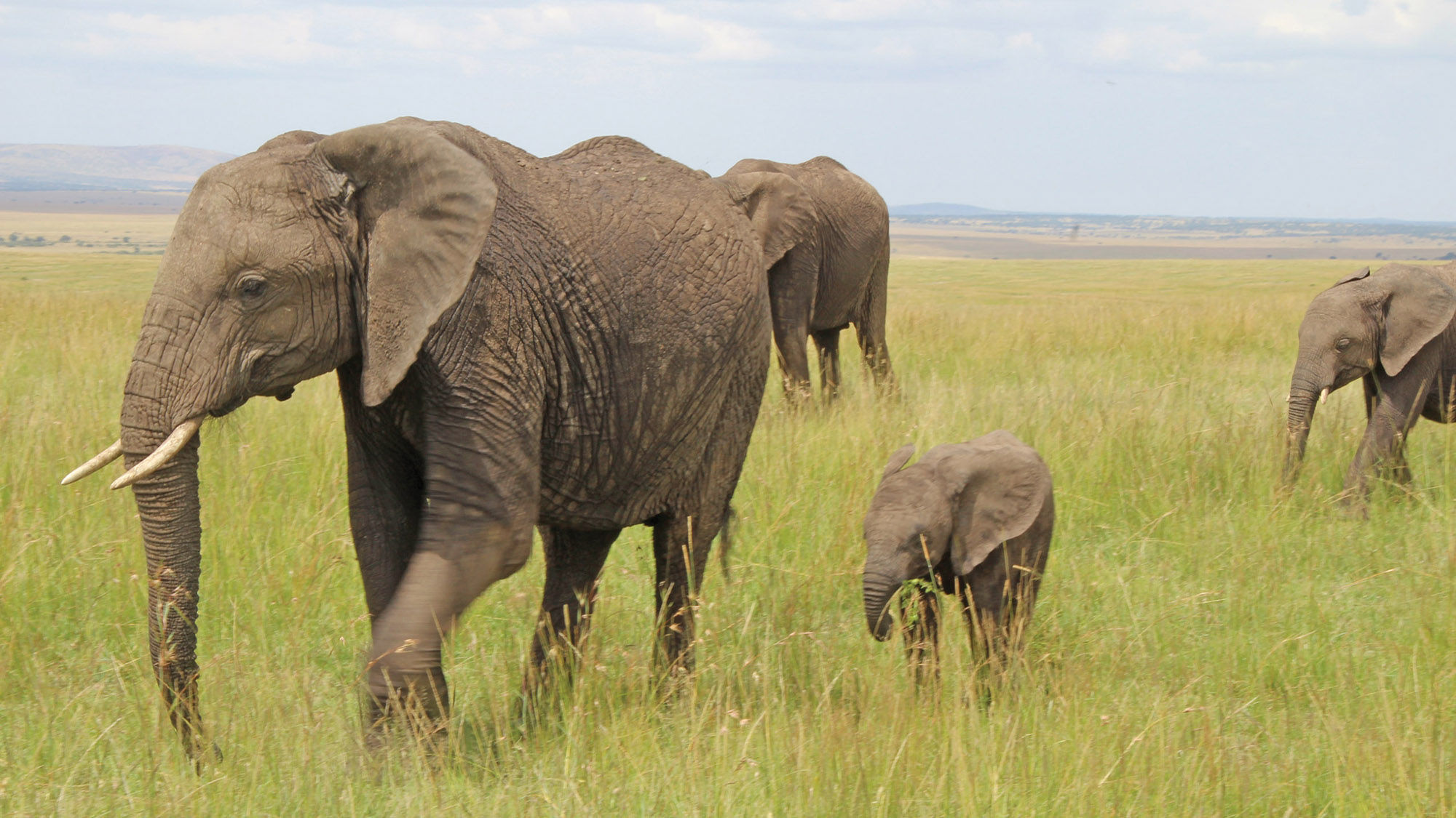 A herd of elephants in the Maasai Mara