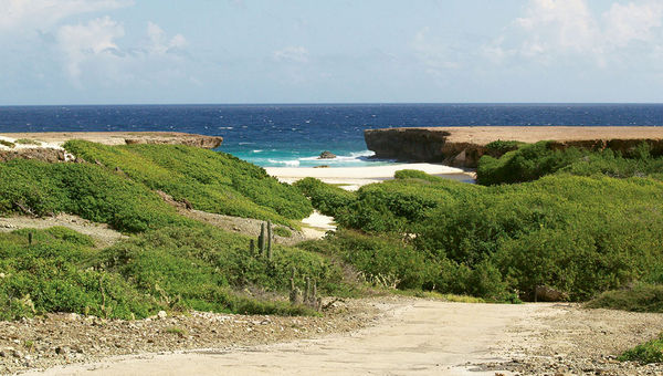 Aruba’s landscape ranges from cacti-studded desert terrain, pictured, to white-sand beaches. Aruba’s landscape ranges from cacti-studded desert terrain, pictured, to white-sand beaches.
