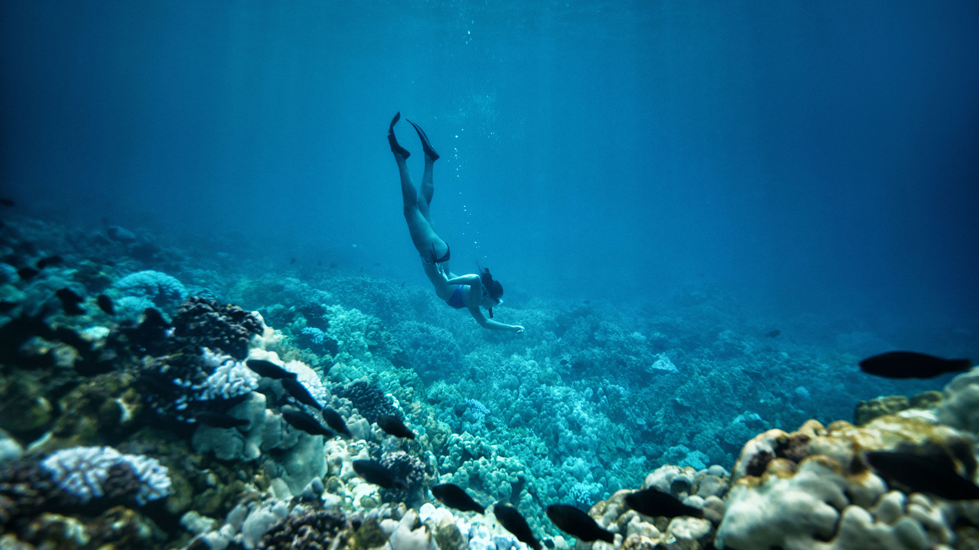 New studies show that a chemical common in sunscreens, oxybenzone, can damage reefs and contribute to coral bleaching. Aqua-Aston Hospitality and other organizations are distributing reef-safe sunscreen.