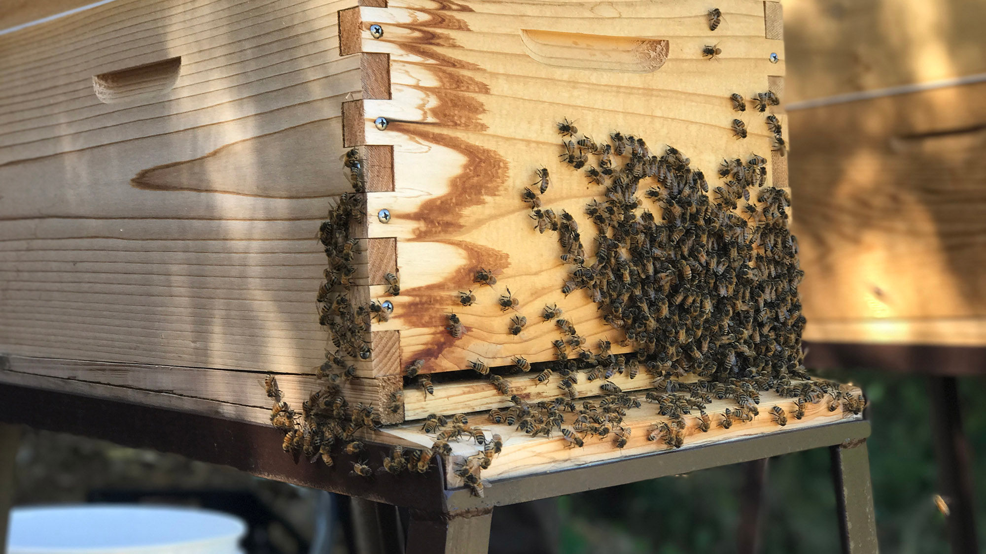 Mauna Kea Resort introduced apiaries to both the Hapuna Beach Prince Hotel and Mauna Kea Beach Hotel this year and is producing its own honey.