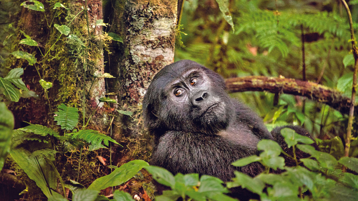 Steve McCurry's photos of gorillas in east Africa appear now on a Silversea website.