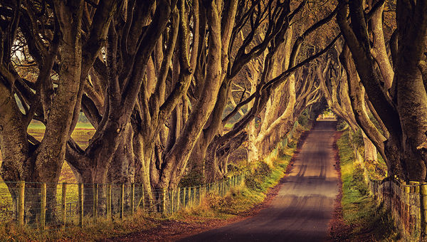 Dark Hedges, also known as Kingsroad. Dark Hedges, also known as Kingsroad.