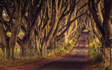 Gnarled, tunnel-like Dark Hedges, known as Kingsroad to "Game of Thrones" devotees.