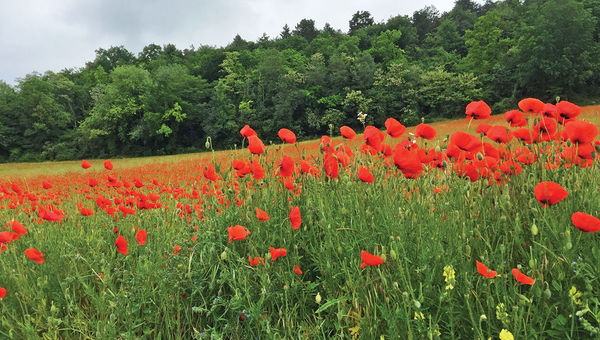Poppies grace the Western Front countryside. Poppies grace the Western Front countryside.