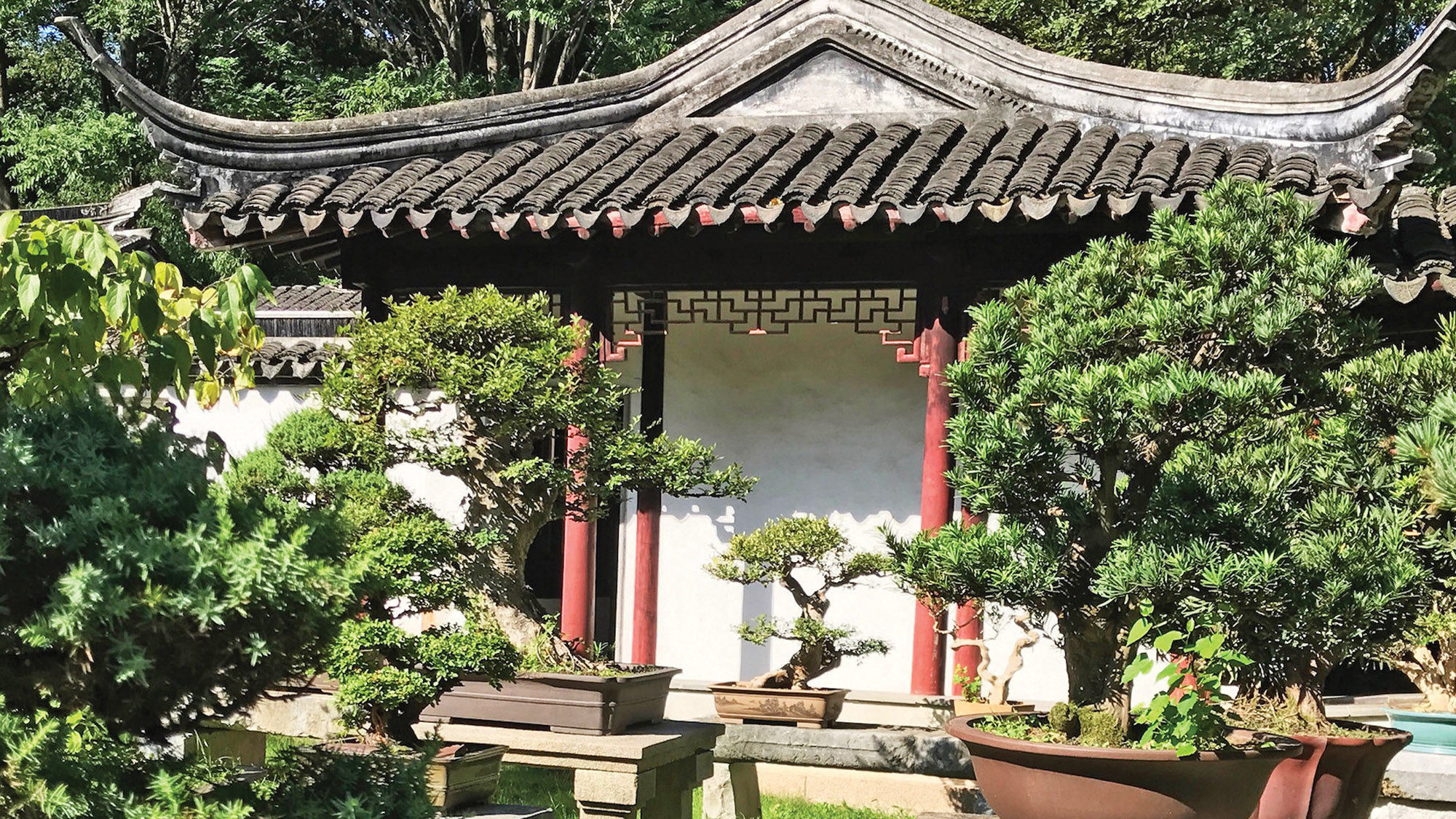 Part of the 600-tree bonsai collection at Suzhou’s Wangjing Villa on Tiger Hill.