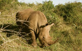 A rhino spotted on the Thanda reserve. Rhinos are among the Big Five game animals, which also include the elephant, leopard, lion and buffalo.