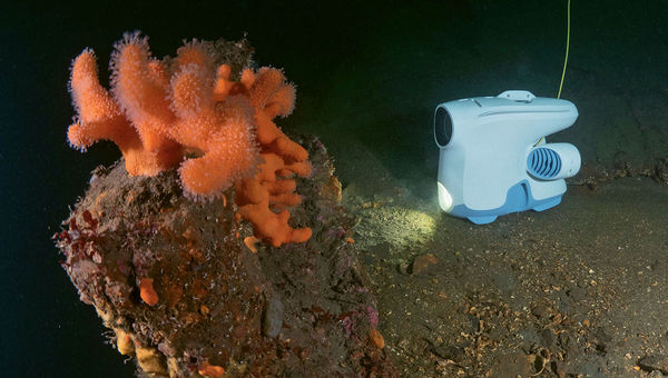 The Blueye Pioneer drone is being used by Hurtigruten to let passengers observe sea life on their smartphones. The Blueye Pioneer drone is being used by Hurtigruten to let passengers observe sea life on their smartphones.