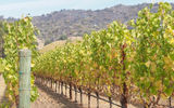 Hills scorched by the 51,000-acre Atlas Fire in Yountville along the Silverado Trail are seen in the background of the Cliff Lede vineyard, producer of Poetry Cabernet Sauvignon. The vineyard's tasting room, which was intact, planned to reopen Oct. 20.
