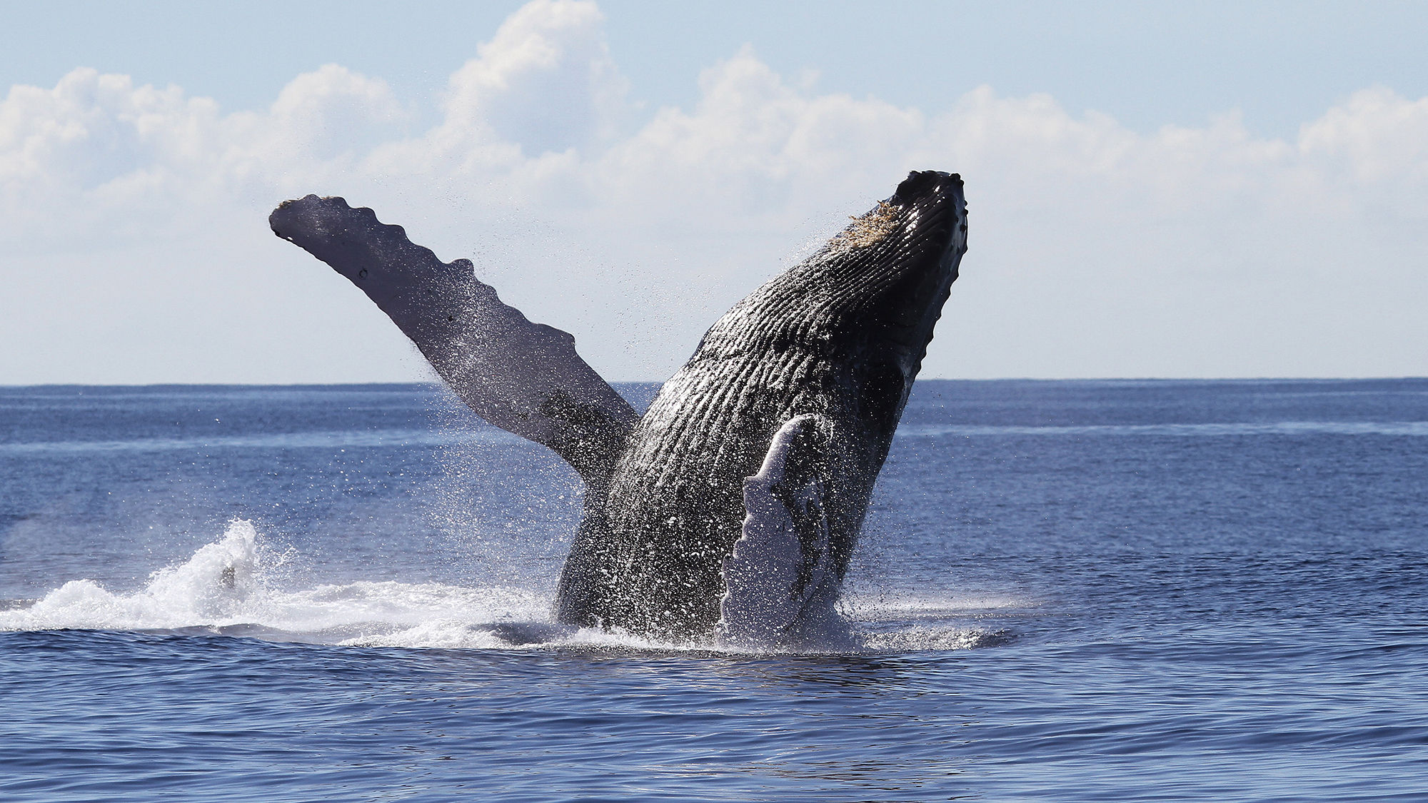 A humpback whale breaches off the coast of Oahu during a Atlantis Cruises whale-watching tour.