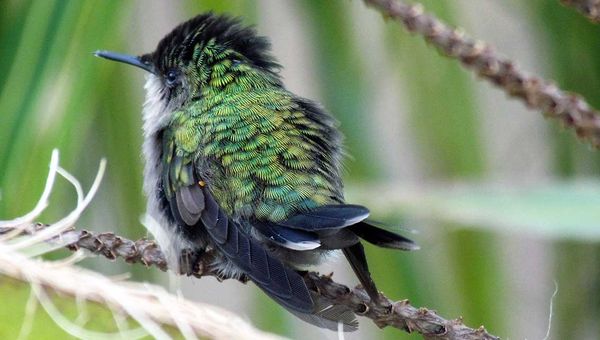 An Antillean crested hummingbird spotted in Anguilla post-Irma.