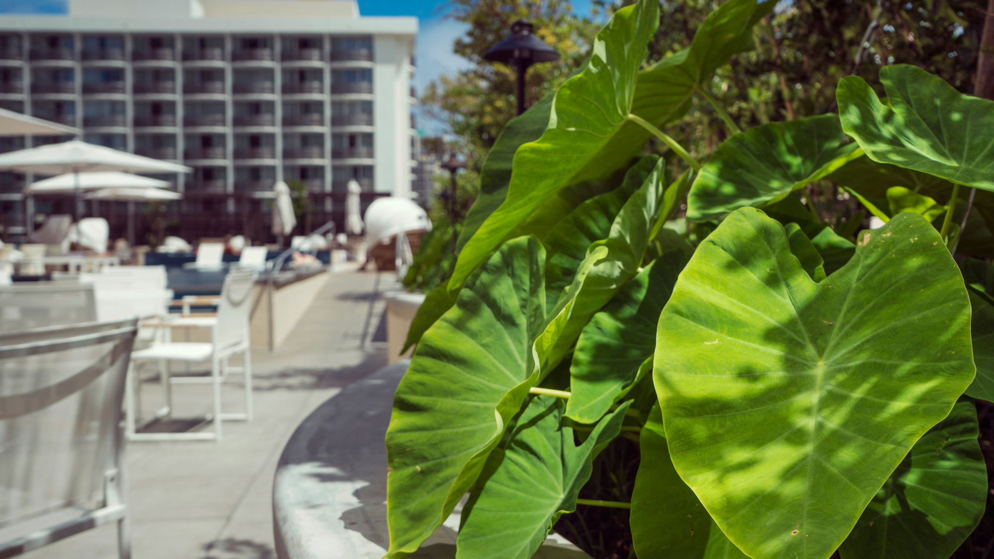 The Hyatt Centric Waikiki turned a wild patch of taro near its eighth-floor pool deck into a cultural program for guests and the public. Participants harvest taro, make lau lau and learn about the importance of the staple crop.