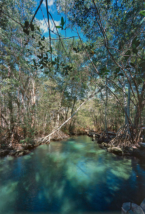 Celestun in the Yucatan features a wildlife sanctuary harboring flocks of flamingos. Celestun in the Yucatan features a wildlife sanctuary harboring flocks of flamingos.