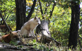Residents of Zao Fox Village.