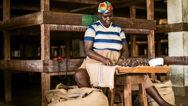 Sorting nutmeg inside the Gouyave Nutmeg Station in Grenada. Sorting nutmeg inside the Gouyave Nutmeg Station in Grenada.