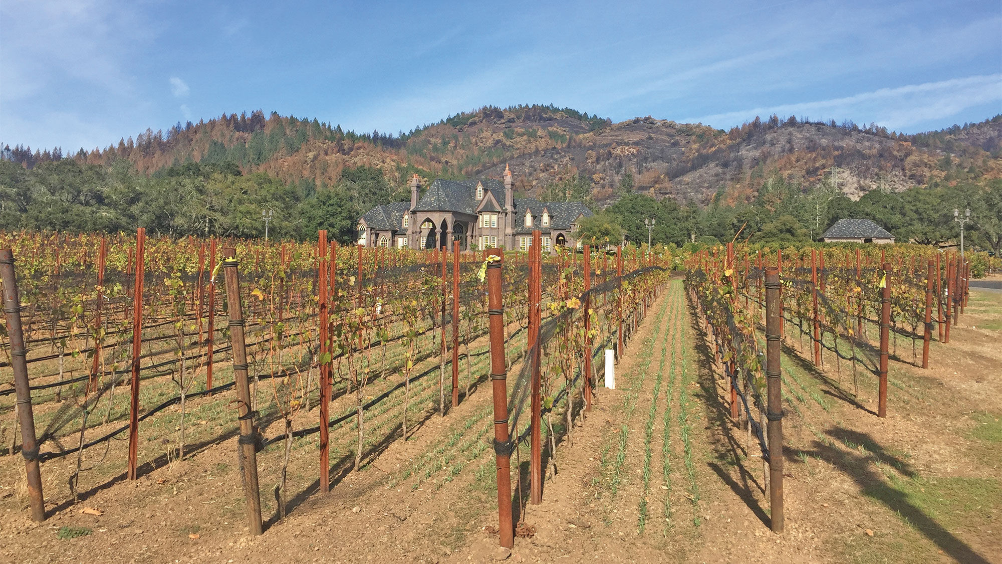 Hills charred by the Nuns Fire stand in stark contrast behind Sonoma County's Ledson Winery, which is open.