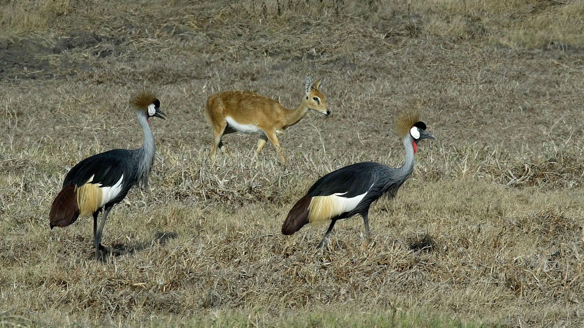 Southern crowned-crane and steenbok in Gorongosa National Park, Mozambique.