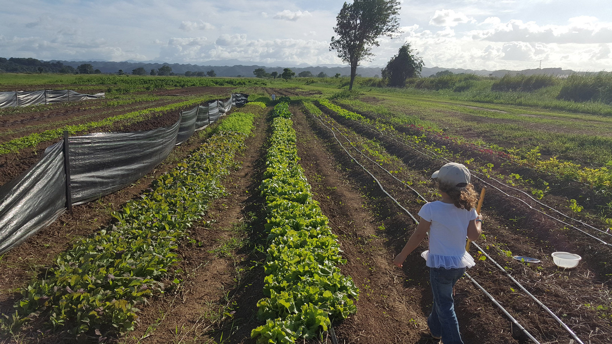 Guests to help rebuild damaged structures at the farm and assist with tasks such as planting, watering and weeding.