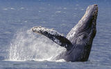 The waters off Patagonia are rich feeding grounds for humpback whales.