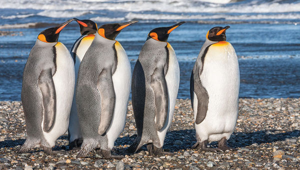A small colony of king penguins inhabits Bahia Inutil (Useless Bay). A small colony of king penguins inhabits Bahia Inutil (Useless Bay).