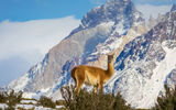 A guanaco, a South American camelid related to the llama, in Torres del Paine.
