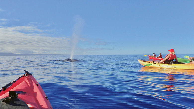 Kayakers on a Hawaiian Paddle Sports whale-watching tour.