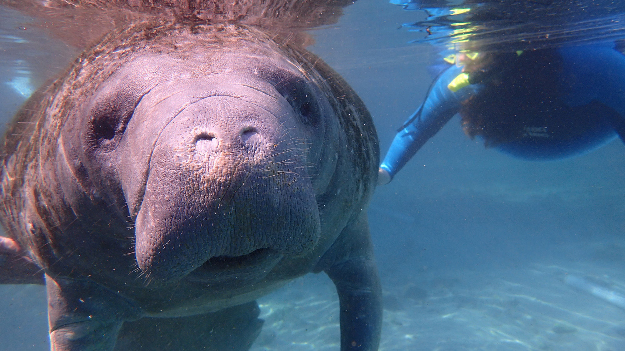 Guests don thick wetsuits, masks, snorkels and fins for a chance encounter with a manatee.