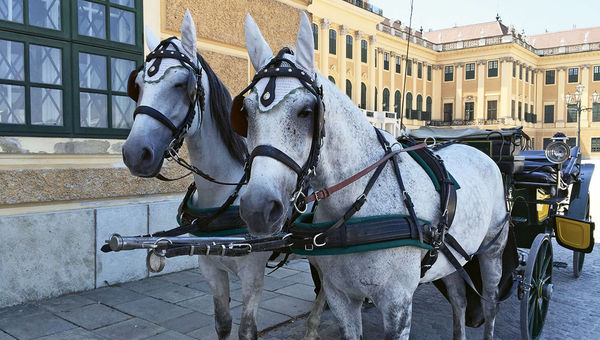 A horse carriage outside Vienna’s Schonbrunn Palace, summer residence of Austria’s Habsburg monarchs. A horse carriage outside Vienna’s Schonbrunn Palace, summer residence of Austria’s Habsburg monarchs.