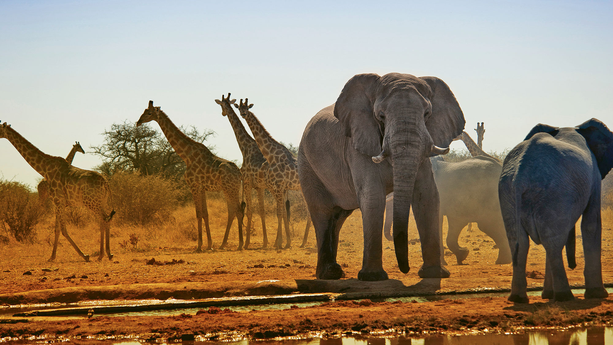 Following the conservation symposium, Wilderness Travel's Namibia safaris include the chance to track giraffes.