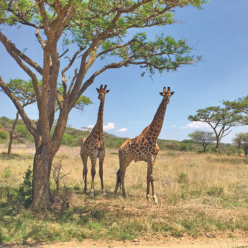 Giraffes spotted during Rovos Rail’s Durban Safari.