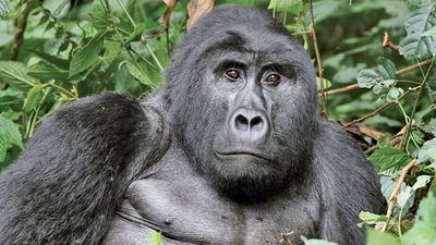Volcanoes National Park is home to a large population of endangered mountain gorillas.