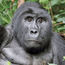 Volcanoes National Park in Rwanda expands gorilla habitat
