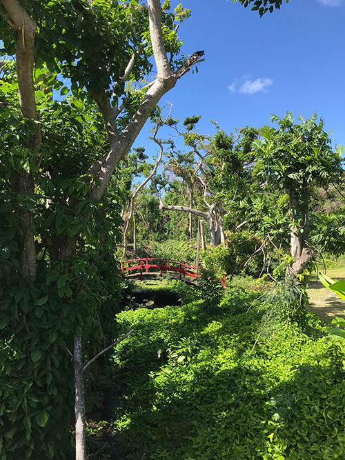 The St. George Village Botanical Garden in St. Croix is rebounding with lush foliage and greenery. The St. George Village Botanical Garden in St. Croix is rebounding with lush foliage and greenery.