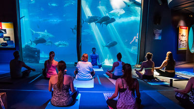 There are several memorable yoga experiences available in Hawaii, from aquarium programs, to moonlight and floating sessions.