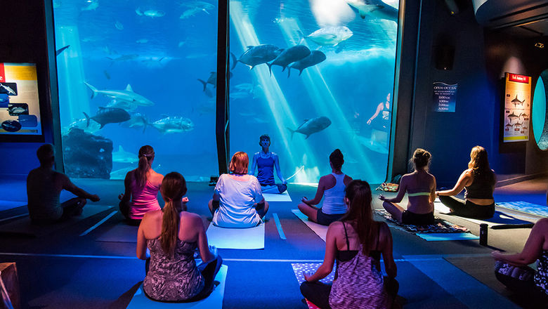 There are several memorable yoga experiences available in Hawaii, from aquarium programs, to moonlight and floating sessions.