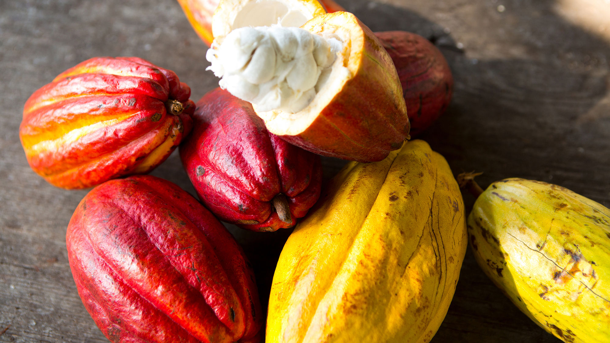 Cacao trees can only be grown 20 degrees north and south of the equator, making Hawaii the only U.S. state that can produce the crop.