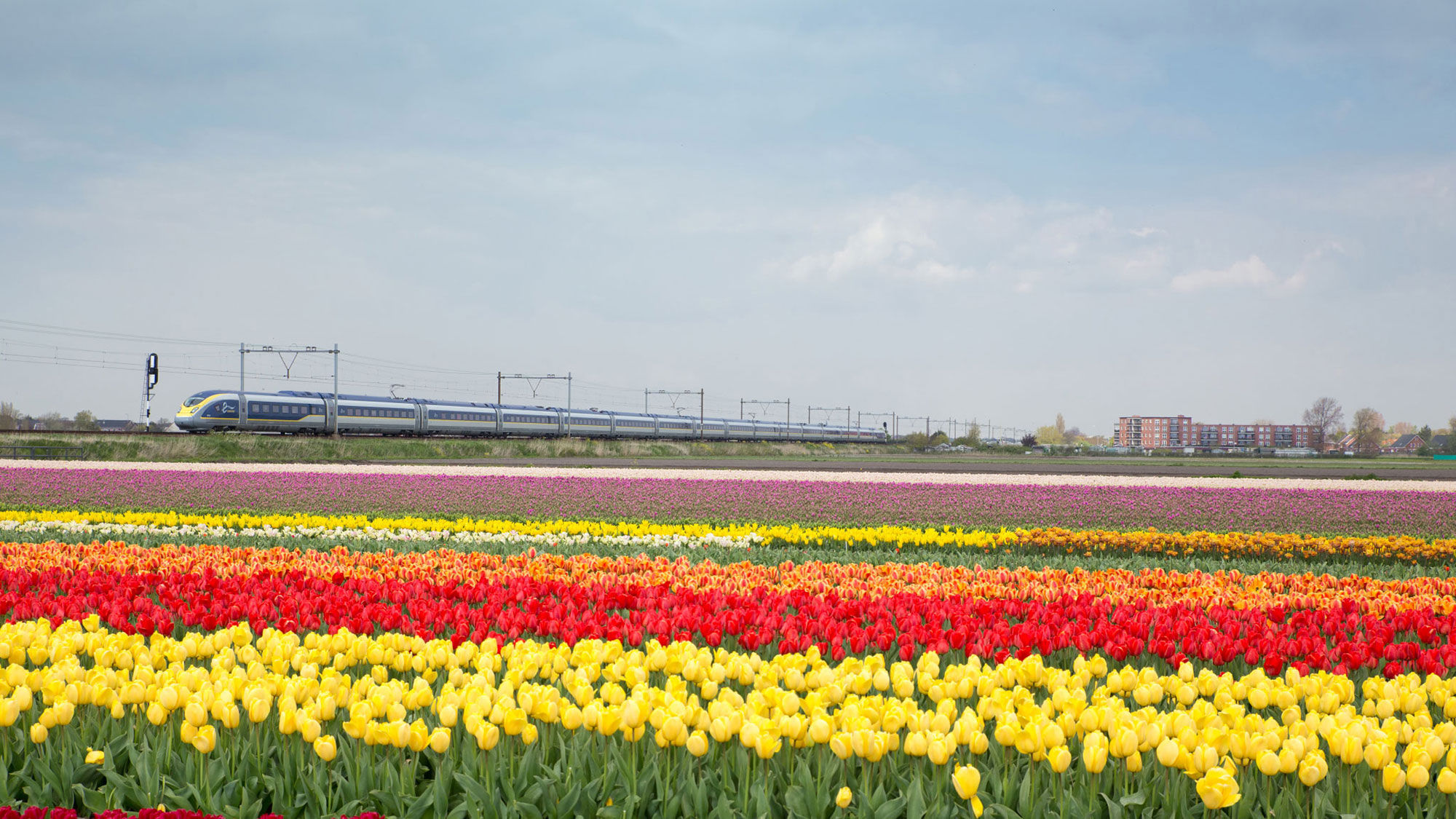 Eurostar will launch direct London-Netherlands rail service in time to catch the tulip blossoms this spring.
