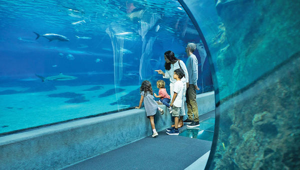 The Maui Ocean Center features daily presentations, an outdoor tide pool, a 750,000-gallon Open Ocean Exhibit and a large collection of live Pacific corals. The Maui Ocean Center features daily presentations, an outdoor tide pool, a 750,000-gallon Open Ocean Exhibit and a large collection of live Pacific corals.