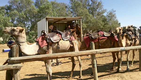 Saddled camels at the Sfinat Hamidbar Bedouin settlement in the Negev. Saddled camels at the Sfinat Hamidbar Bedouin settlement in the Negev.