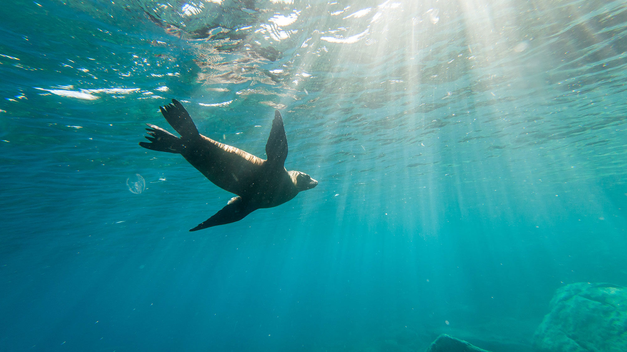 Holland America ships to show new BBC nature film